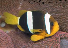 Yellowtail Anemone Fish / Yellow Clown Fish  (Amphiprion clarki)