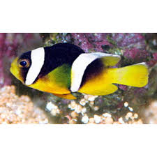 Yellowtail Anemone Fish / Yellow Clown Fish  (Amphiprion sebae)