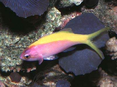 Yellow-tail Basslet (Maldives fish)  Pseudanthias evansi