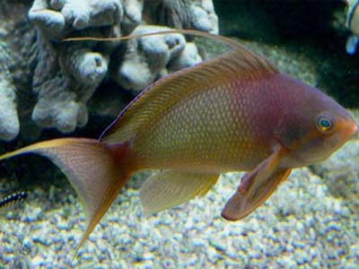 Red Coral Perch (male)  Anthias squamipinnis
