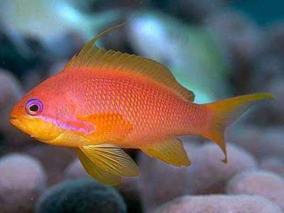 Red Coral Perch (Female)  Anthias squamipinnis
