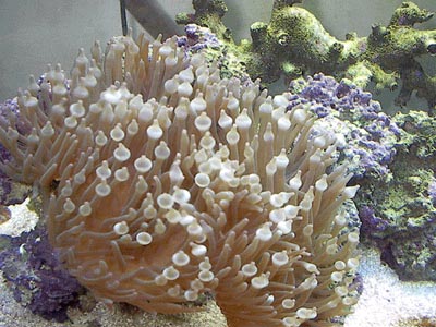 Bulb anemone   (Radianthus malu/Entacmea Quadricolor)