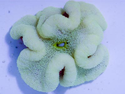 Light Color Anemone    (Radianthus ritteri)