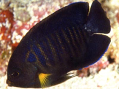 Yellow Finned Angelfish (Centropyge flavipectoralis)