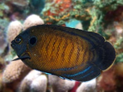 Blue Finned Angelfish (Centropyge multispinis)