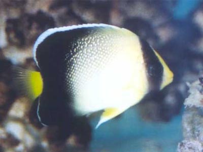 Goldenscaled Angelfish (Apolemichthys xanthurus)