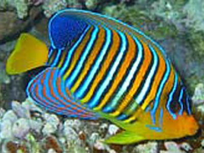 Reagel Angel Fish (Maldives fish) (Pygoplites dicanthus )