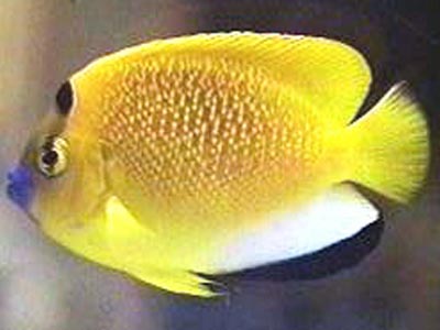 Three-spot Angelfish Juv (Maldives fish) (Apolemichthys trimaculatus)