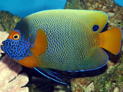 Blue-face Angelfish (Maldives fish) (Pomacanthus xanthometopon)