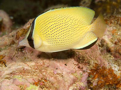 Citron Butterfly  (Chaetodon citrinellus)