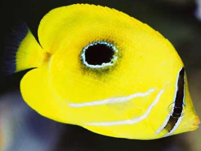 Butterfly Fish  (Chaetodon bennetti)