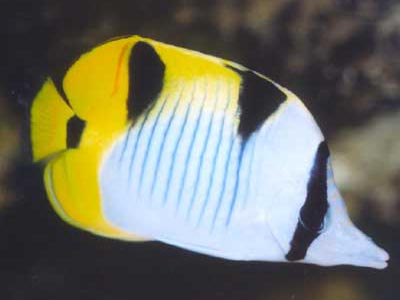 Double Saddle Butterfly  (Chaetodon falcula)
