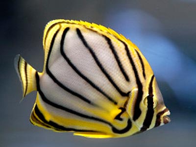 Meyeri Butterfly (Chaetodon meyeri)
