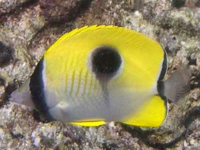 Onespot Butterflyfish (Chaetodon unimaculatus)