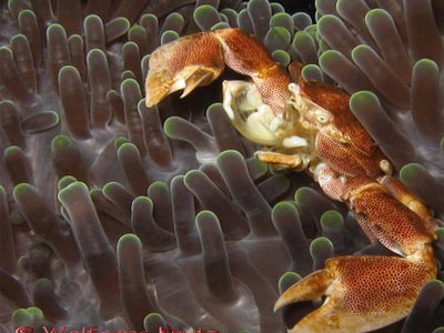 Anemone Crab  (Neopetrolisthes sp.)