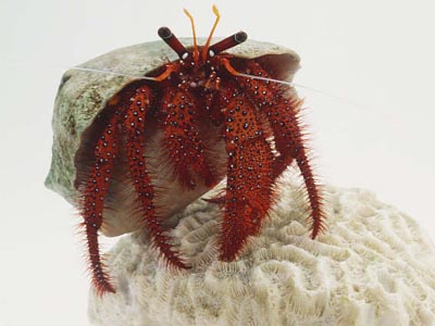 Spider Crab (Dardanus sp.)