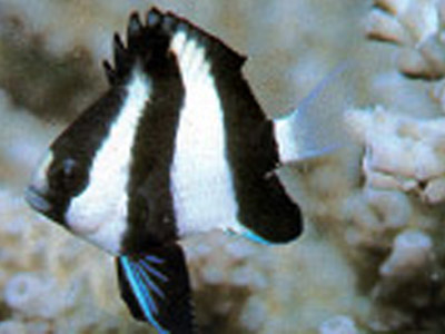 Green Chromos Damsel (Maldives Fish)   (Chromis viridas)