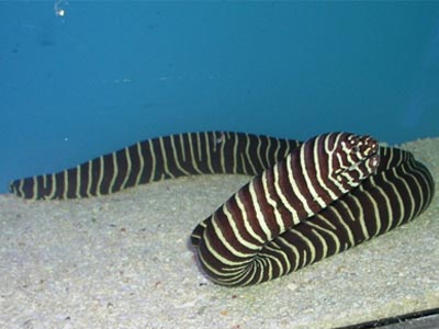 Zebra Eel  (Gymnomuraena zebra)