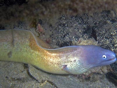 White eye brown eel   (Gymnothorax nubilis)