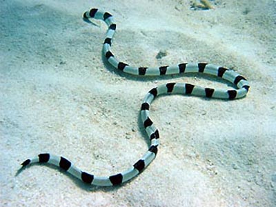 Banded Snake Eel  (Myrichthys colubrinus)