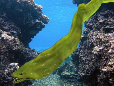 Green Eel  (Gymnothorax funebris)
