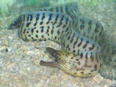 Leopard Eel  (Gymnothorax steindachner)