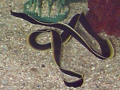 Ribbon Eel  (Rhinomuraena quaesita)