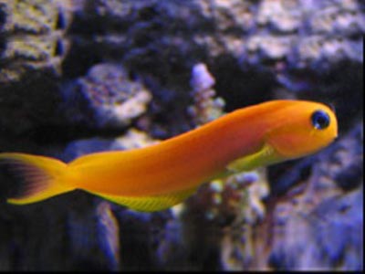 Golden Blenny  (Maldives fish)  (Ecsenius midas)