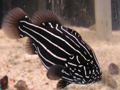 Six Stripe Soapfish  (Grammistes sexlineatus)
