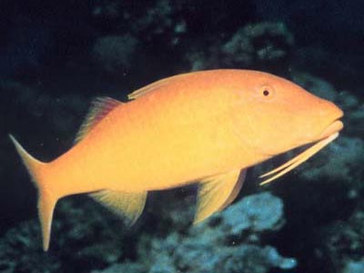 Yellow Saddled Goat Fish  (Parupeneus cyclostomus)