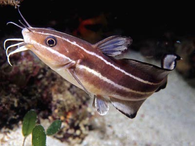 Marine Cat Fish   (Plotosus lineatus)