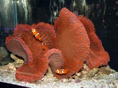 Red Color Anemone   (Radianthus ritteri)