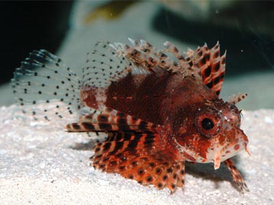 Dwarf Lion Fish /Gento/Fuzzy Dwarf   (Dendrochirus brachypterus)