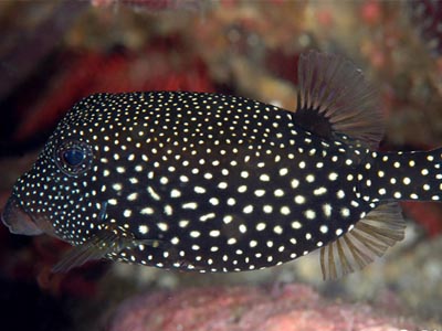 Black Spoted Puffer  (Ostracion meleagris )