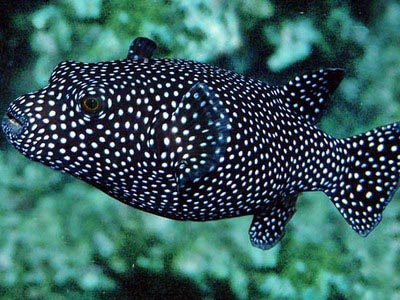 White-Spotted Puffer  (Arothron hispidus)