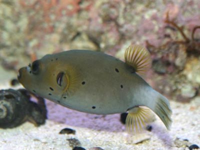 Brown Puffer Fish/Spotted Dogface  (Arothron nigropunctatus)