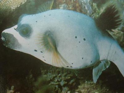 Grey Puffer Fish  (Arothron nigropunctatus)