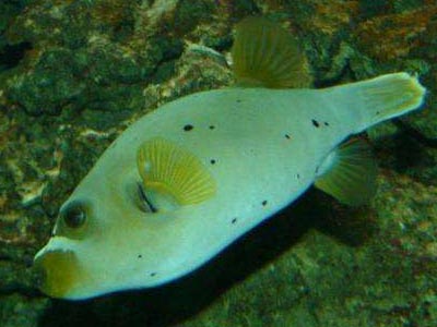 Yellow Gray Puffer Fish  (Arothron nigropunctatus)