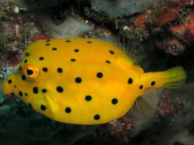 Yellow Box Fish  (Ostracion cubicus)