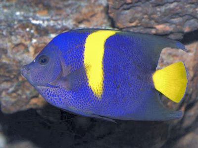 Arabian Angelfish, Adult  (Pomacanthus Asfur)