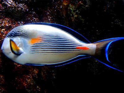 Sohal Surgeonfish  (Acanthurus Sohal)