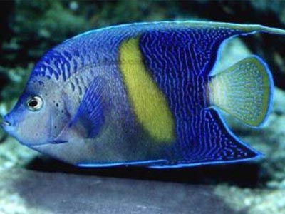 Yellowbar Angel Fish   (Pomocanthus maculosus)