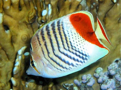 Red Sea Pearlscale   (Chaetodon Paucifasciatus)