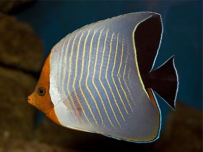 Masked Butterfly Fish  (Chaetodon larvatus)