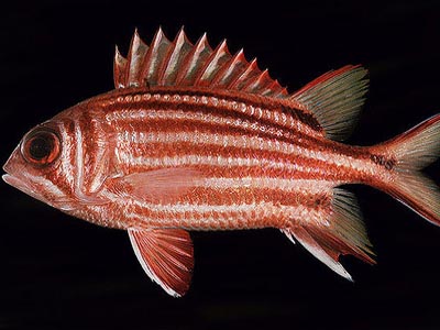 Slender Squirrel Fish  (Sargocentron rubrum)