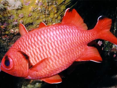 Big Eyed Soldier Fish  (Myripristis murdjan)