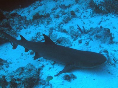 Gray Reef Shark  (Carcharhinus amblyrhynchos)