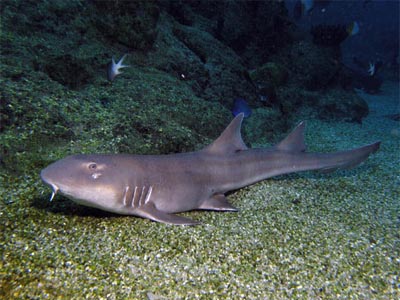 Sand Shark  (Chiloscyllium punctatum)