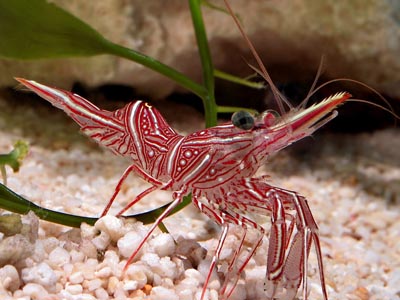 Dancing Shrimp  (Rhynchocinetes uritai)