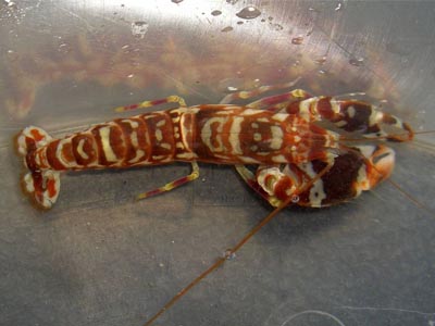 Goby`s Shrimp / Tiger Shrimp  (Alpheus bellulus)